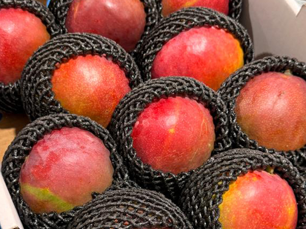 Mango Premium